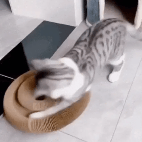 Interactive Cat Scratcher